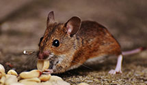 24 Hour & Emergency Exterminators in Baisden, WV